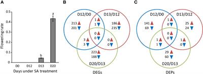 Extensive post-transcriptional regulation revealed by integrative transcriptome and proteome analyses in salicylic acid-induced flowering in duckweed (Lemna gibba)